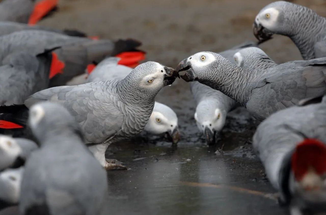 African Grey Parrot