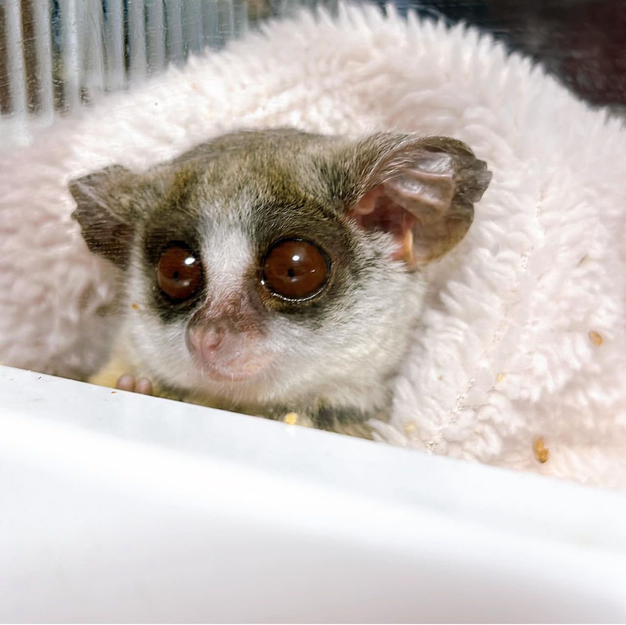 Bush Baby