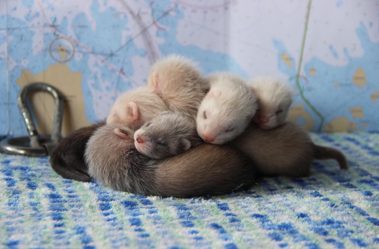 Ferret