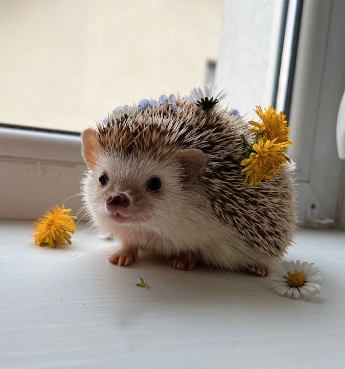 Hedgehog