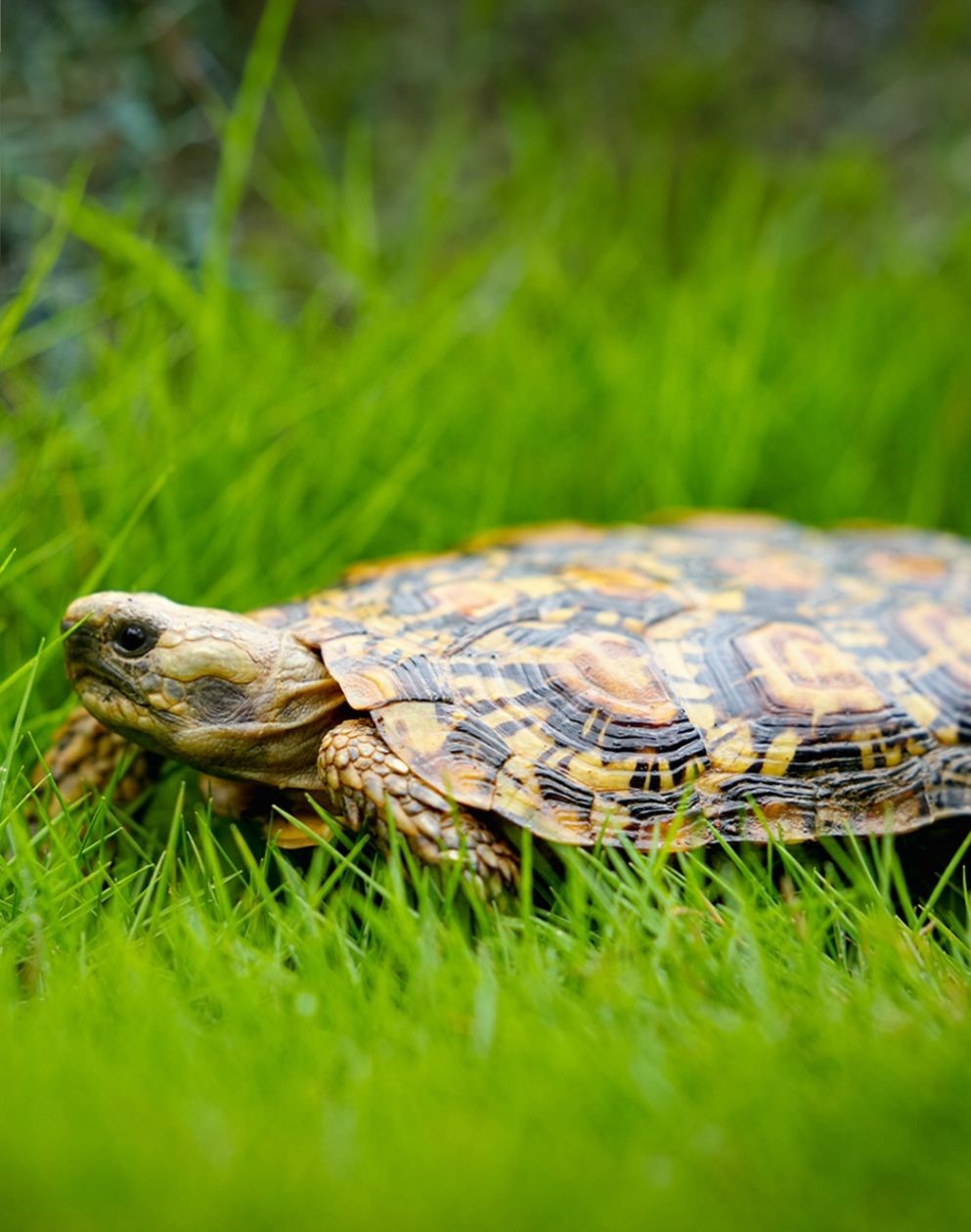 Pancake Tortoise