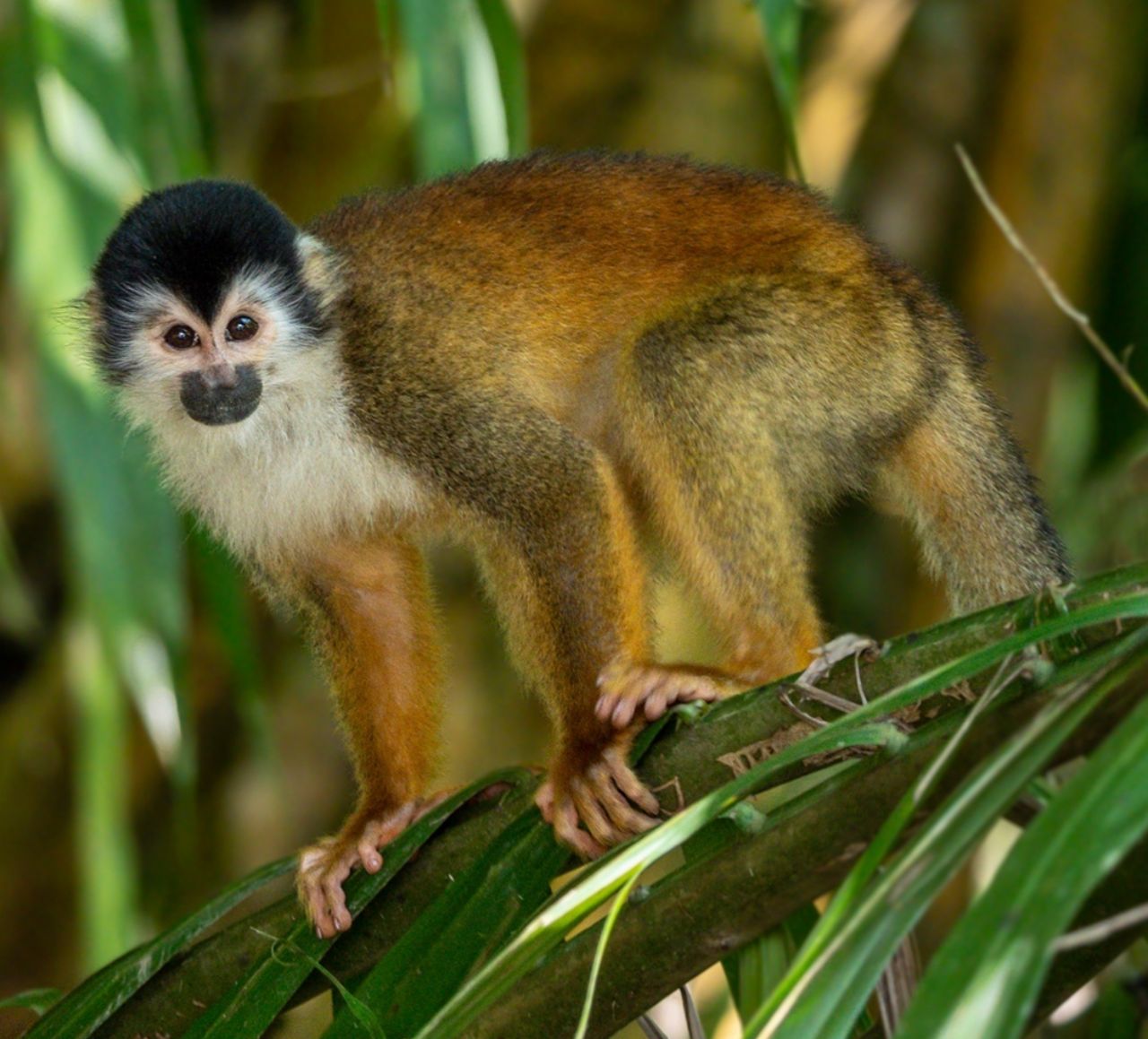 Squirrel Monkeys