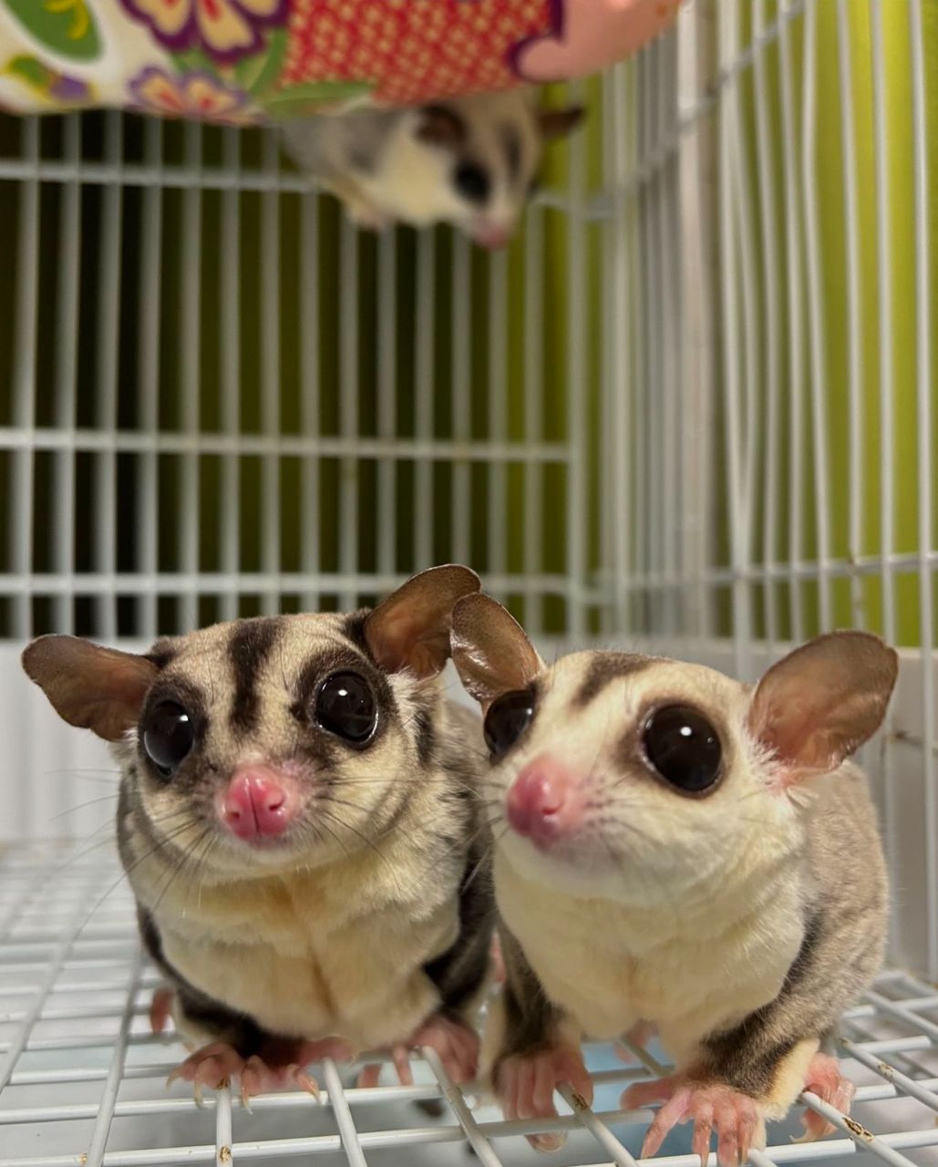 Sugar Glider