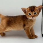 Abyssinian Kittens For Sale