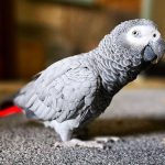 African Grey Parrots For Sale