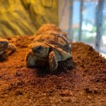 African Spurred Tortoises For Sale