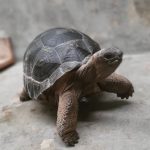 Aldabra Tortoises For Sale