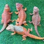 Bearded Dragons For sale