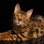 Bengal Kittens For Sale