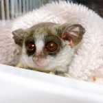 Bush Babies For Sale