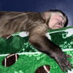 Capuchin Monkeys For Sale