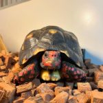 Cherryhead Tortoises For Sale