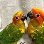 Conure Parrots For Sale