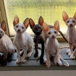 Cornish Rex Kittens For Sale