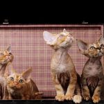 Devon Rex Kittens For Sale