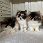 Exotic Shorthair Kittens For Sale