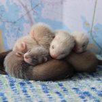 Ferrets For Sale