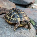 Greek Tortoises For Sale