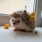 Hedgehogs For Sale