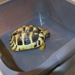 Hermanns Tortoises For Sale