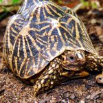 Indian Star Tortoises For Sale