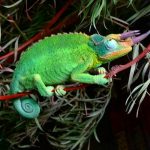 Jackson’s Chameleon For Sale