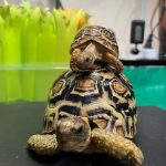 Leopard Tortoises For Sale