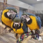 Macaw Parrots For Sale