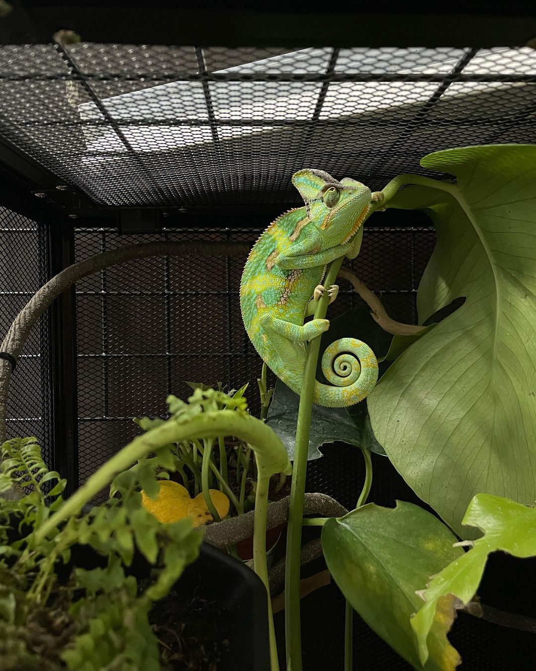 Male- Chameleo-1