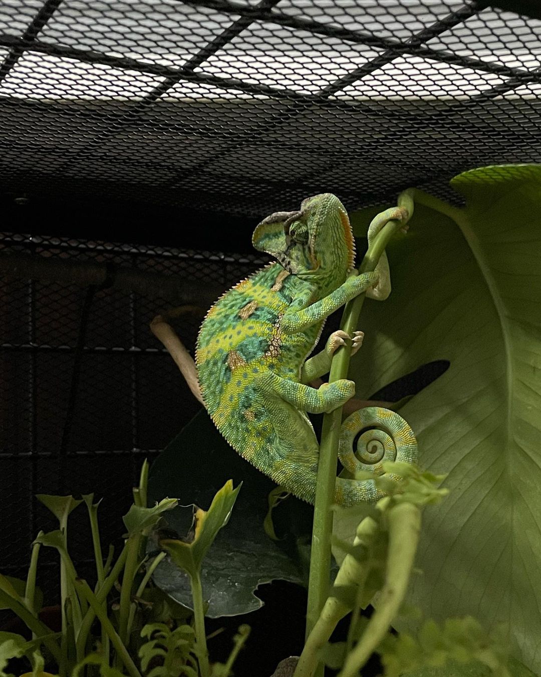 Male- Chameleo-2