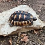 Marginated Tortoises For Sale