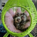 Marmoset Monkeys For Sale