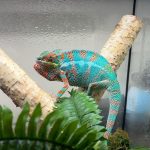 Panther Chameleon For Sale