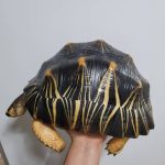 Radiated Tortoises For Sale