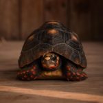 Red Footed Tortoises For Sale