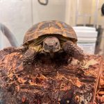 Russian Tortoises For Sale