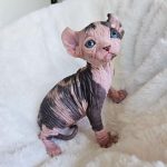 Sphynx Kittens For Sale