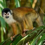 Squirrel Monkeys For sale