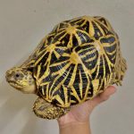 Sri Lanka Star Tortoises For Sale