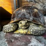 Sulcata Tortoises For Sale