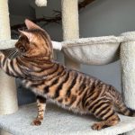 Toyger Kittens For Sale