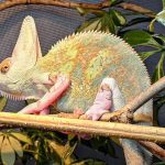 Veiled Chameleon For Sale