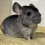 Chinchilla For Sale