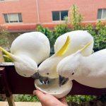 Cockatoo Parrots  For Sale