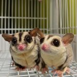 Sugar Gliders For Sale