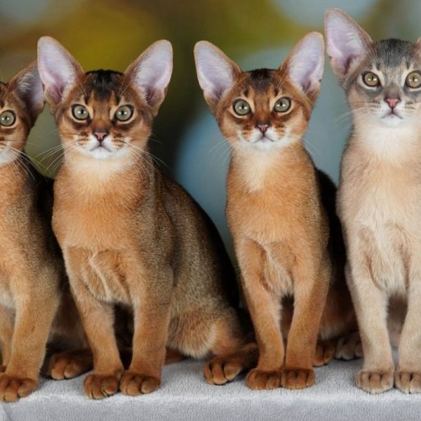 Abyssinian (1)