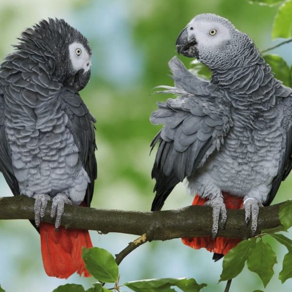 African Grey