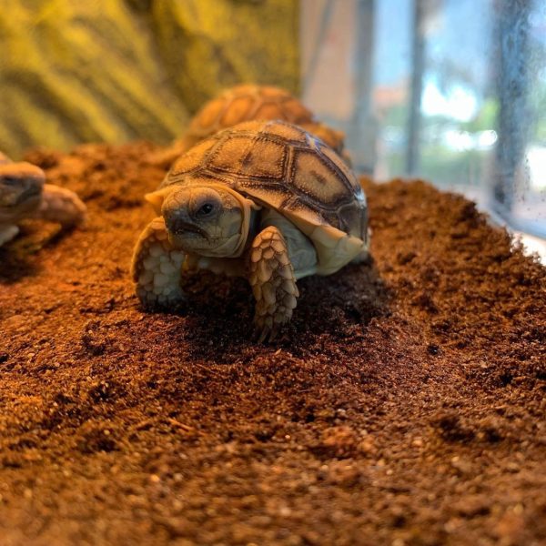 African spurred tortoise (2)