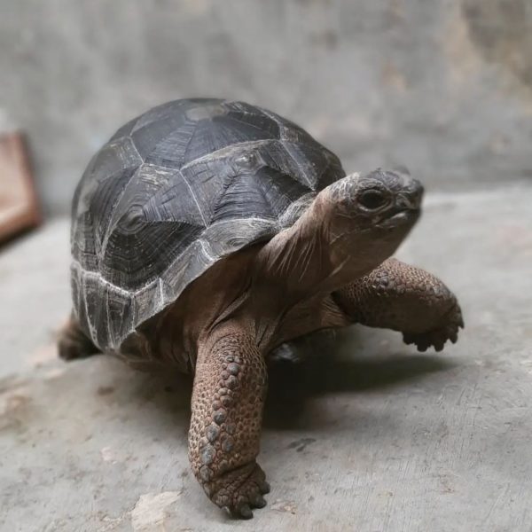 Aldabra tortoise