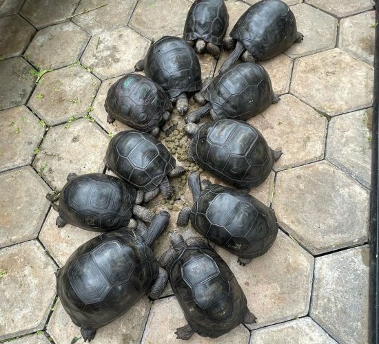 Aldabra tortoise